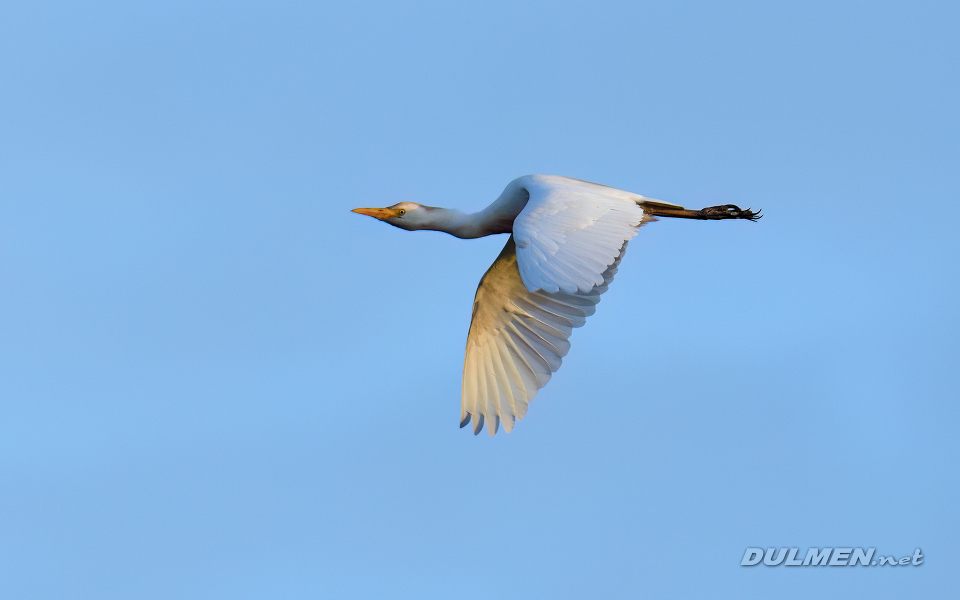 01 Cattle egret (Bubulcus ibis)